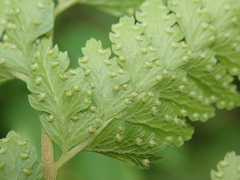 Microlepia substrigosa