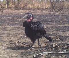 Bucorvus abyssinicus