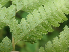 Microlepia substrigosa