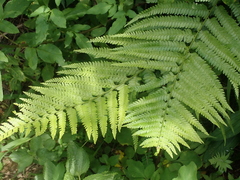 Microlepia substrigosa