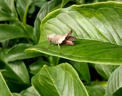 Orthoptera