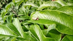 Orthoptera