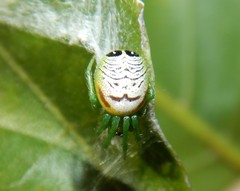 Bijoaraneus praesignis