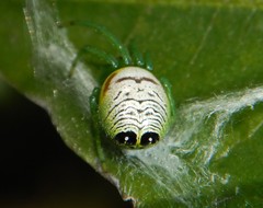 Bijoaraneus praesignis