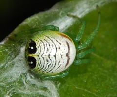 Bijoaraneus praesignis