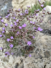 Limonium oleifolium