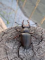 Lucanus cervus