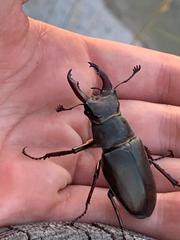 Lucanus cervus