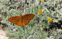 Speyeria coronis semiramis
