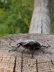 Lucanus cervus
