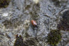 Glomeris transalpina