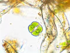 Cosmarium margaritiferum