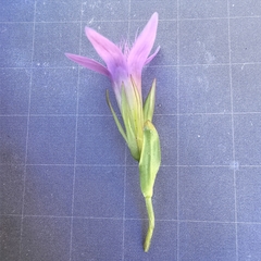 Gentianella ramosa