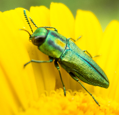 Anthaxia scorzonerae
