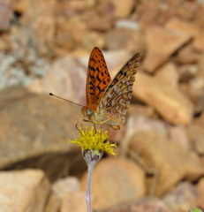 Speyeria coronis semiramis