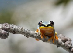 Heterixalus madagascariensis