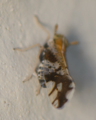Liburniella ornata