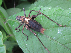 Paratlanticus palgongensis