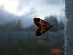 Udea hamalis