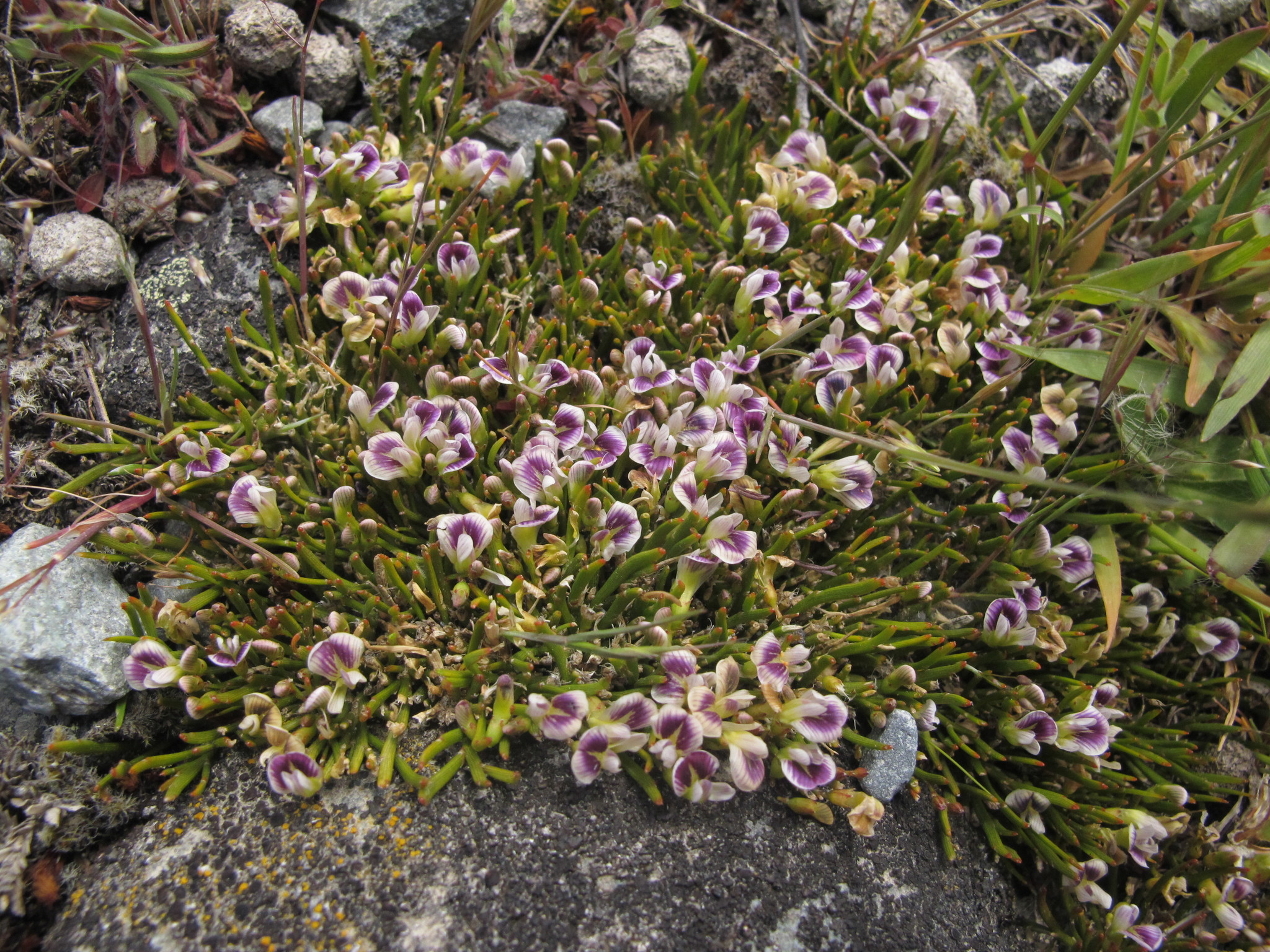 Carmichaelia