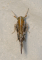 Liburniella ornata