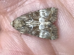 Mesoligia furuncula