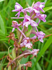 Gymnadenia