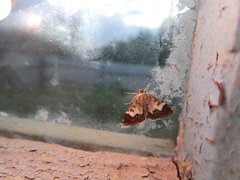 Udea hamalis