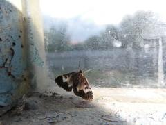 Udea hamalis