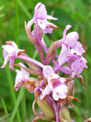 Gymnadenia