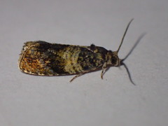 Celypha aurofasciana