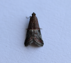 Acrobasis marmorea