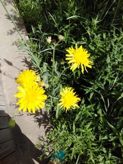 Sonchus arvensis