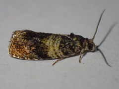 Celypha aurofasciana