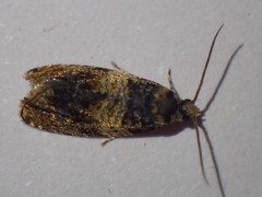 Celypha aurofasciana