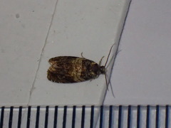 Celypha aurofasciana