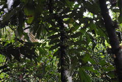 Davidsonia jerseyana