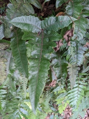 Stegnogramma wilfordii