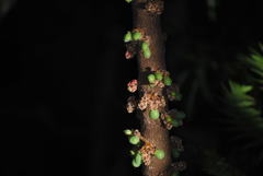 Davidsonia jerseyana