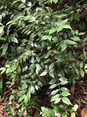 Lasianthus curtisii