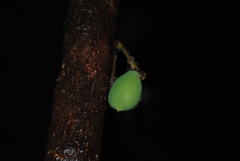 Davidsonia jerseyana