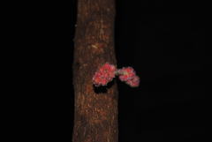 Davidsonia jerseyana