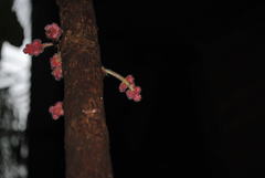 Davidsonia jerseyana