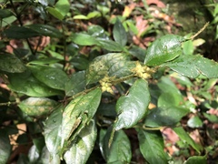 Lasianthus curtisii