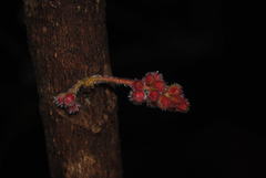 Davidsonia jerseyana