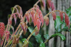 Davidsonia jerseyana