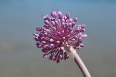 Allium sphaerocephalon