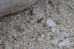 Paederidus ruficollis