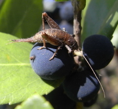 Arachnocephalus vestitus