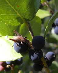 Arachnocephalus vestitus